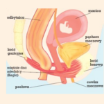 Rzecz o mięśniach dna miednicy