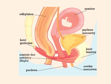 Rzecz o mięśniach dna miednicy