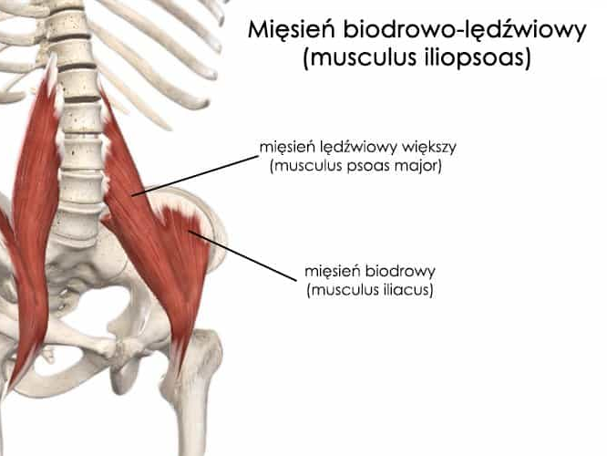 Mięsień biodrowo-lędźwiowy